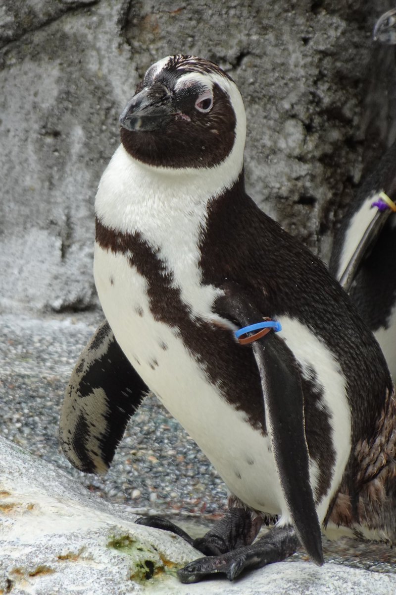 ペンギンの日 - Search / X