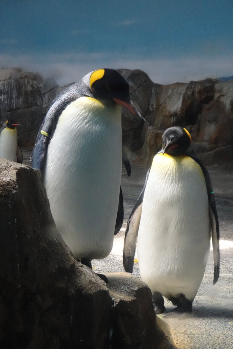 ペンギンの日 - Search / X