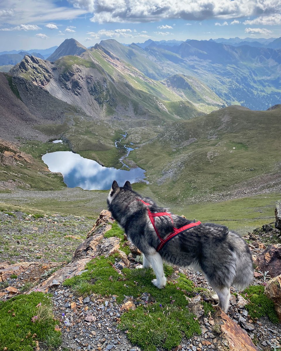 Jordan Alaskan Malamute 🐺🇦🇩 tweet media