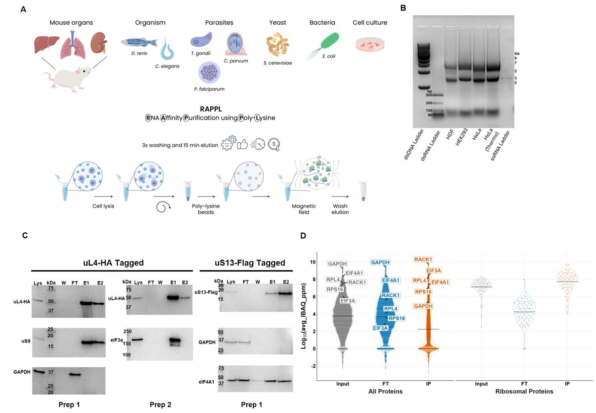 Sergej Djuranovic (@djuranoviclab) on Twitter photo Our RAPPL purification of ribosomes and associated material is finally out. I am really proud of this study in collaboration primary with <a href="/slavicaPD/">slavica pavlovic djuranovic</a> lab, as well as Marko Jovanovic and <a href="/Hashemyaser4/">Yaser Hashem</a> Labs. This method aims to replace 60 years old purification of ribosomes by Our RAPPL purification of ribosomes and associated material is finally out. I am really proud of this study in collaboration primary with <a href="/slavicaPD/">slavica pavlovic djuranovic</a> lab, as well as Marko Jovanovic and <a href="/Hashemyaser4/">Yaser Hashem</a> Labs. This method aims to replace 60 years old purification of ribosomes by