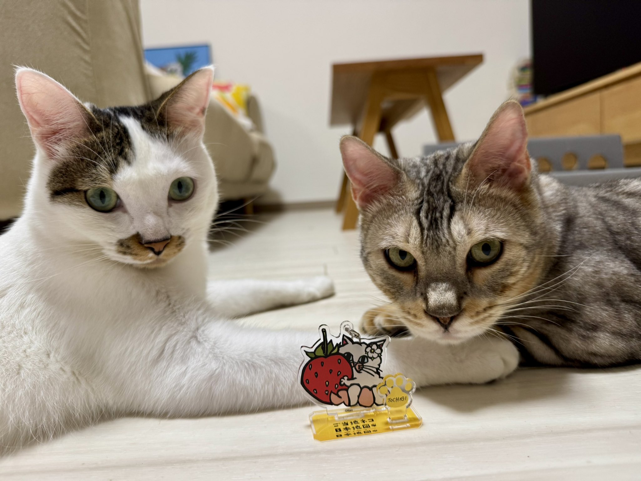 雪豹　ゲン　猫　原画 雪豹 ゲン 猫 原画 【公式通販】