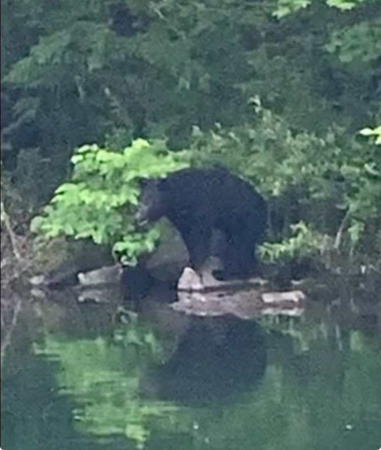 maruchiangler23's tweet photo. 今年は良く🐻に会いますね
家の近所で2回
釣り場(裏磐梯・ダム)で3回

遊びも暮らしも自然と隣り合わせなので
お互い程よい距離感で…👍 https://t.co/yjY6AvlSUR