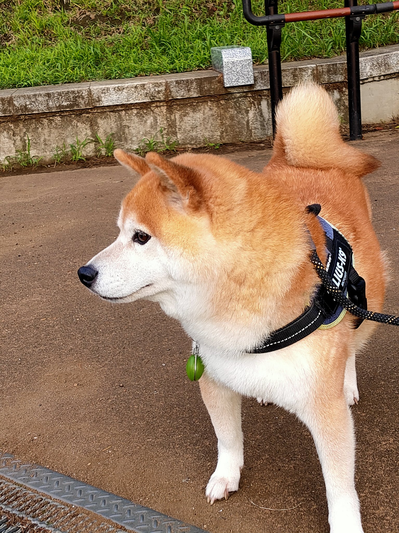 まる天然石犬 🐾風丸の日々🐾 on X: 