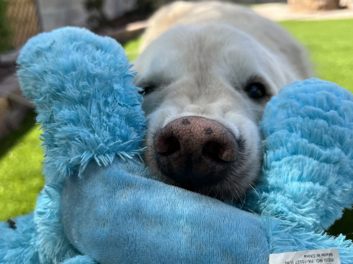 Sampson the Service Dog tweet media