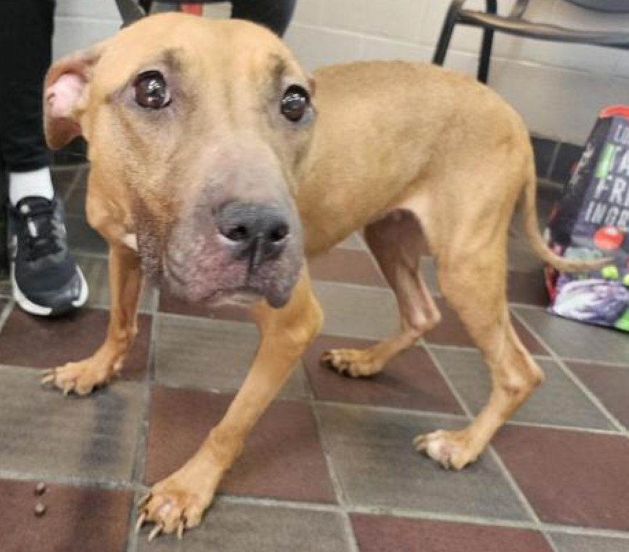 Zoe😰 
New Intake #NYCACC 
nycacc.app/#/browse/233452 
#AdoptMe 

Poor Zoe
Frozen in fear 
Naturally shy she is overwhelmed by the chaos 
If you talk softly, she wags her tail 
Looking for a Hero to help a gentle pup who needs a safe place