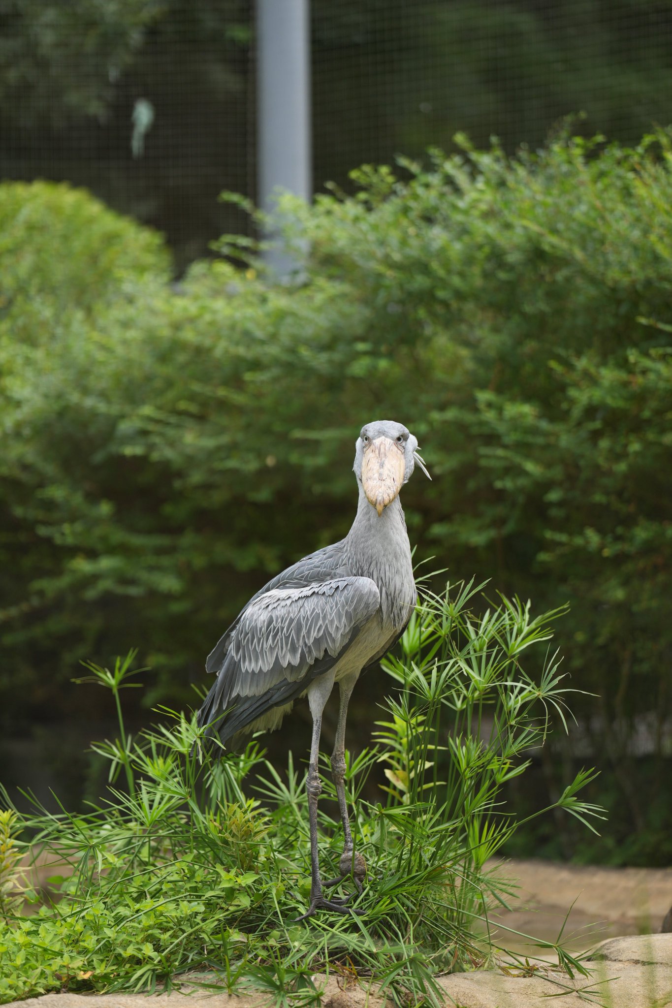 天然石　角閃石　ピーターサイト　鳥文様　ハシビロコウ　希少 Japanese Long-tailed Tit, 