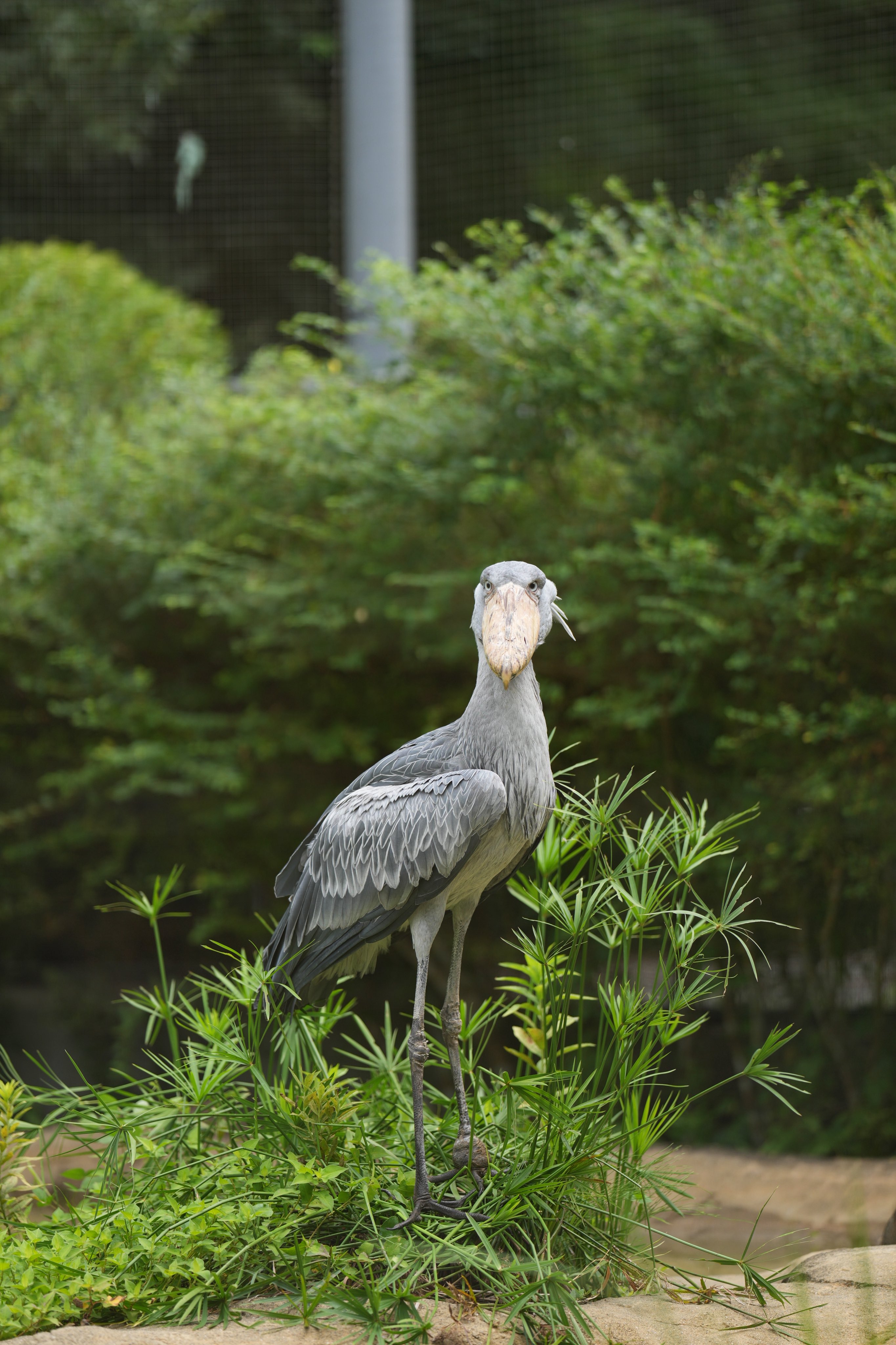 天然石　角閃石　ピーターサイト　鳥文様　ハシビロコウ　希少 ピーターサイト【2】ルース・カボション（34×25mm）