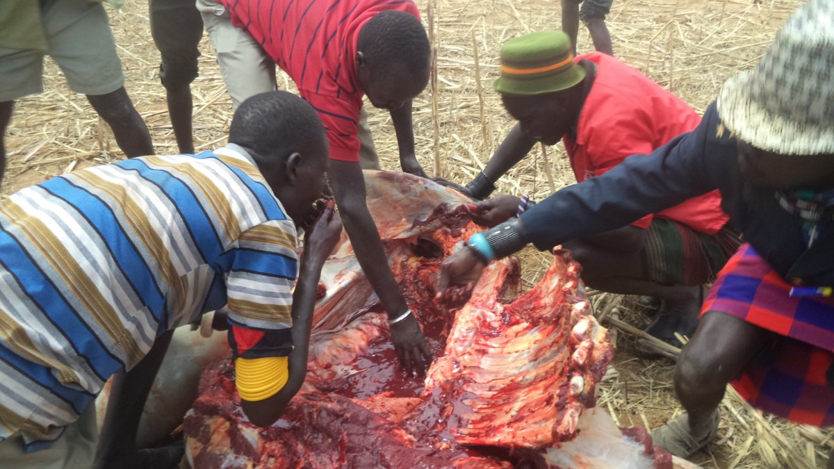 The Karamojong men enjoy the clotted blood before dividing the bull into pieces. This is Culture here and everyone enjoys it this way. During a given ceremony, a bull is speared and as it goes down the men are free to tap the blood as it oozes out.