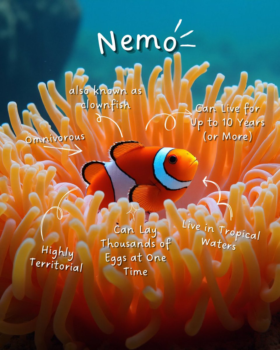 PADI's tweet photo. Clownfish are the ocean's most popular and widely recognized fish, charming us all with their playful personalities and iconic stripes. 🧡
Explore more interesting facts about the Nemo fish!
🔗 Click here: https://t.co/8ongML0iB4
#PADI #NemoFish https://t.co/QxsmqvowvM
