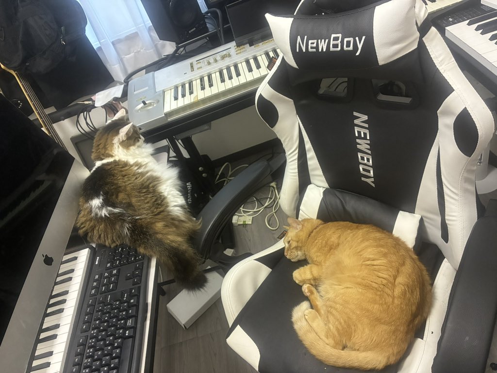 Layla_keyb's tweet image. キャットタワーじゃないんだよなぁ〜〜