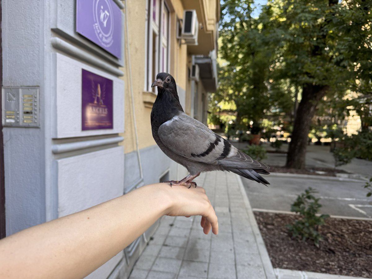 Golubiji memoari.

Izlečena upala sinusa, odleteo u slobodu
