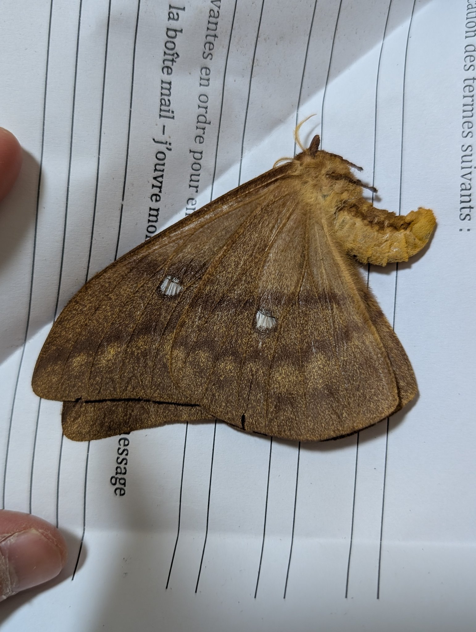 秋のヤママユ標本セット(ボール紙箱ごと)多数（約20匹） M0 (@mom0mom0mom0m00) / X