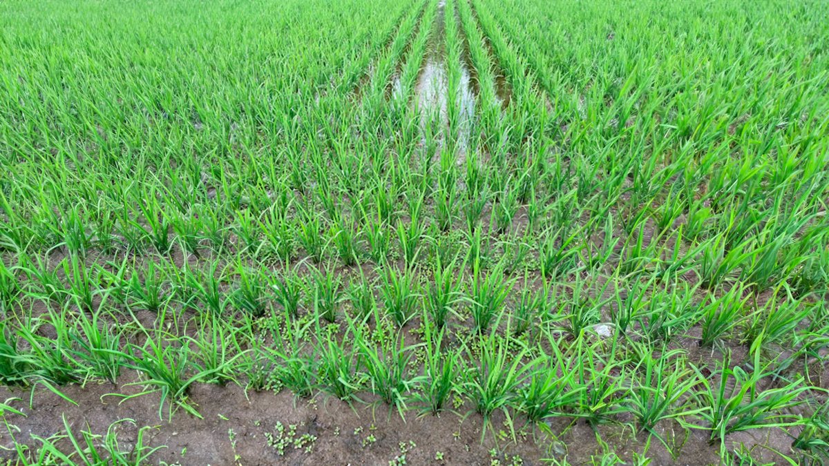 pix4d's tweet image. In this case study, herbicide use on rice paddies was successfully reduced with a targeted spot spray mission with #PIX4Dfields. This cut herbicide costs by 2/3, saving $175 per hectare! 💰 Lowering costs and making farming more sustainable. 🌏

Read more: pix4d.com/blog/reduce-he…