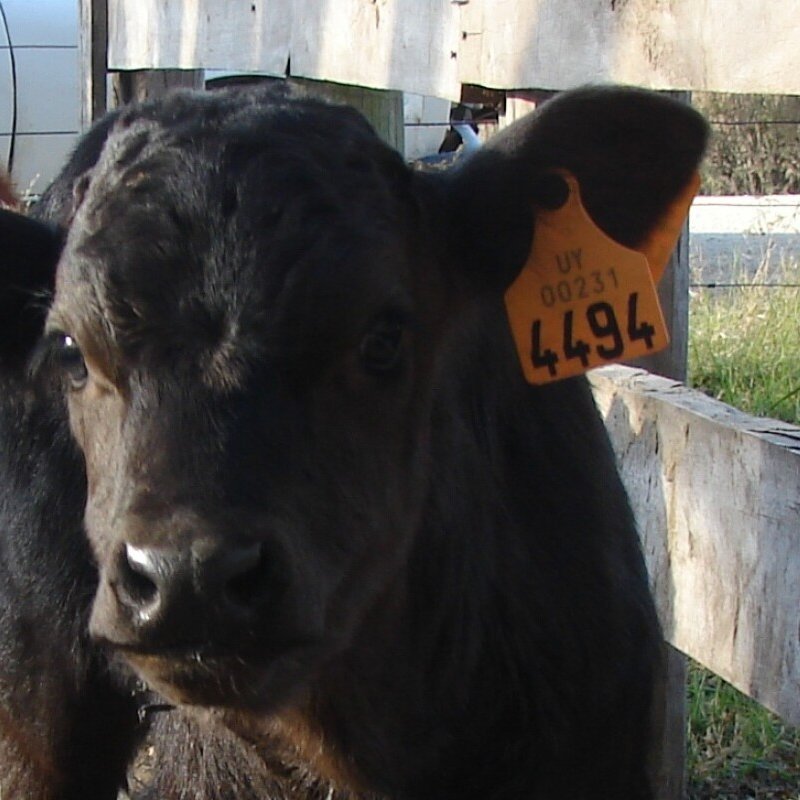 🐄 En minutos en Valor Agregado por <a href="/carve850/">Radio Carve 850 AM</a>:

🎙️ Juan Manuel Suárez de Lima (<a href="/INIA_UY/">INIA URUGUAY</a>)

🔹 Cerró el plazo para presentar ofertas por el nuevo dispositivo de trazabilidad individual.

🔍 Cómo sigue ahora el proceso.

#Ganadería #Trazabilidad #ValorAgregado