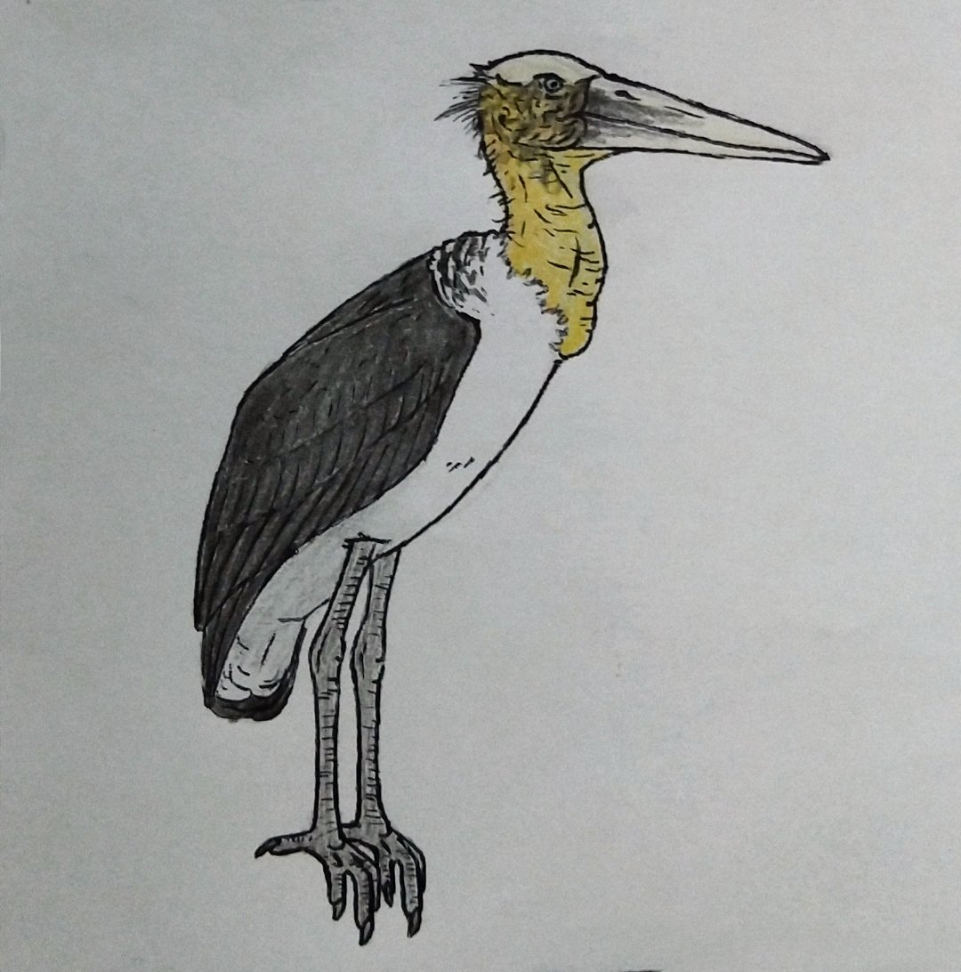 Dia 2°- Leptoptilos titan #Paleonusantara3