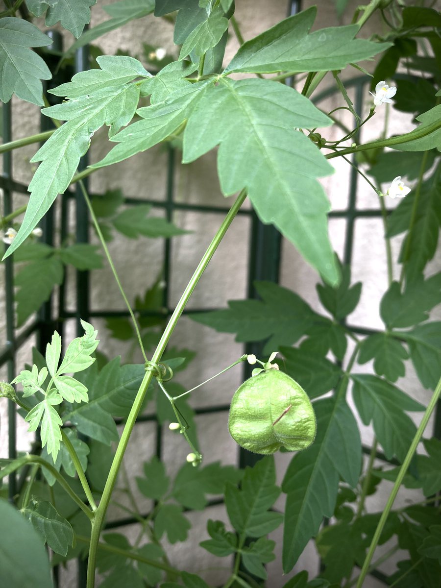 風にゆれる。