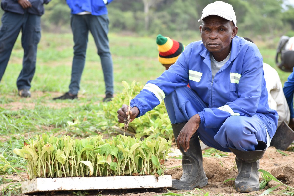 Dear Tobacco Growers,
As the tobacco farming season begins, ensure a successful farming experience by always reading and fully understanding contracts before signing. This will help you avoid future complications. When signing contract forms and Goods Received Vouchers (GRVs),