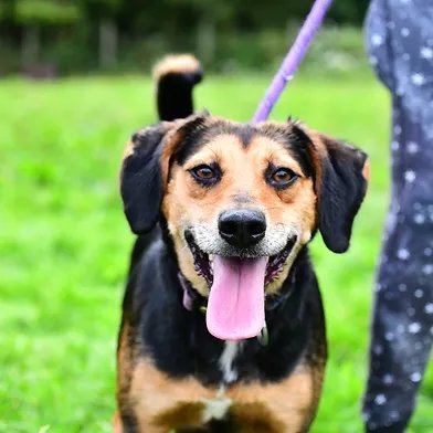 Penny2449's tweet image. #rehomehour
Pandora 4 yr old Beagle x JRT unclaimed stray, she&apos;s a 
small girl and very quick, needs secure garden, loves 
other dogs, would do well at canicross, needs active 
home, can live with children 6+ more info/adopt her 
from @WWPdogs UK