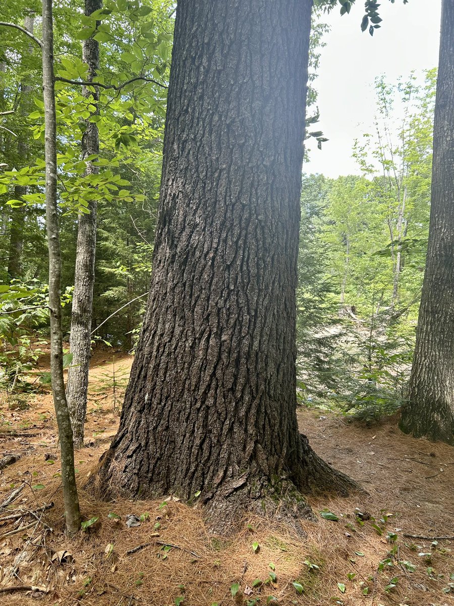 #ThickTrunkTuesday 👀💫