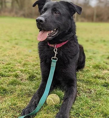Penny2449's tweet image. #rehomehour
Hades 2 yr old GSD x Lab, unclaimed stray, he&apos;s 
affectionate, friendly and confident, loves to play ball,
needs active home, strong on lead so needs some 
training, can live with teenagers in pet free home, 
more info/adopt him from @WWPdogs UK