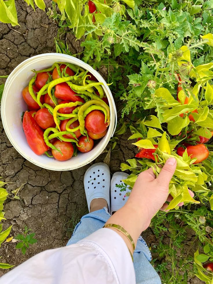 Bahçe hasadı 
🍅🥒🌶