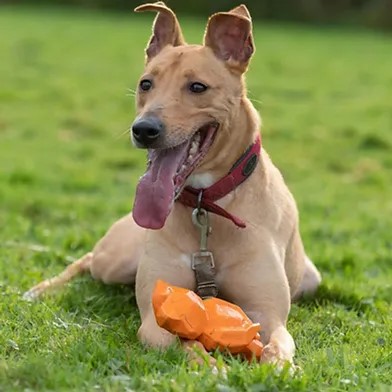 Penny2449's tweet image. #rehomehour
Biscuit 5 yr old Lurcher, good with other dogs with 
careful intro&apos;s, can be dominant, no cats etc, would 
like fairly active home and can live with children 8+, 
walks well on lead, more info/adopt him from 
@WWPdogs UK