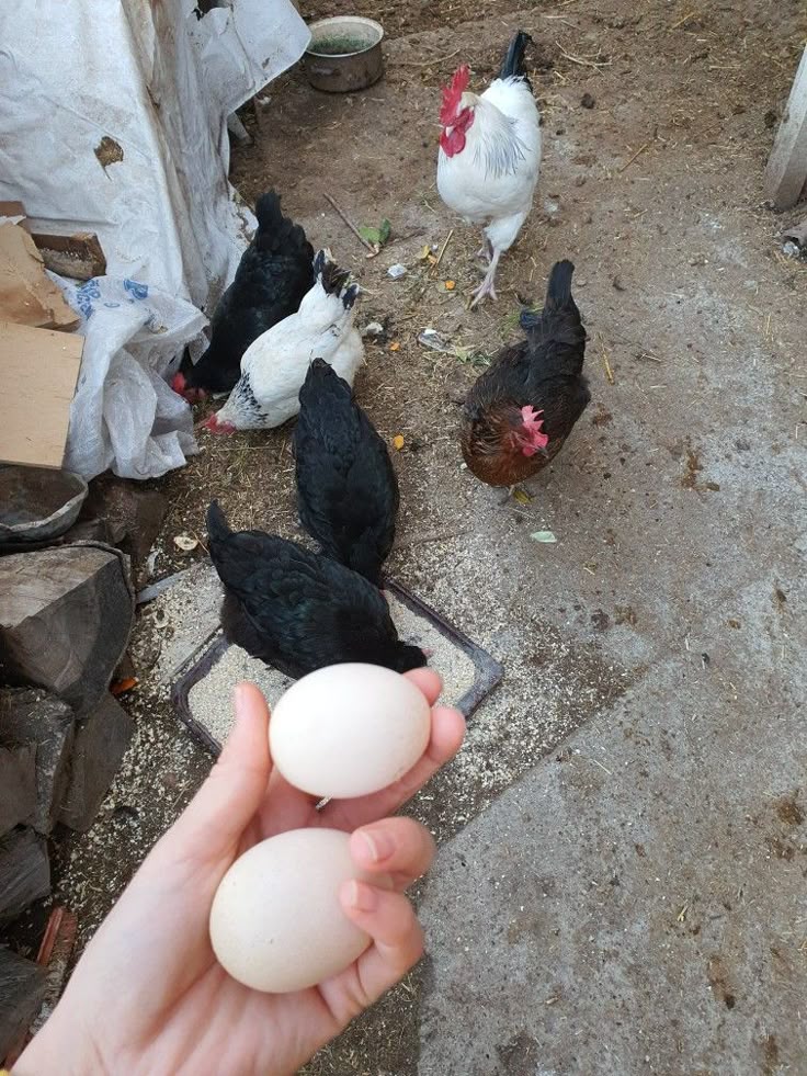 🐓🥚🍳