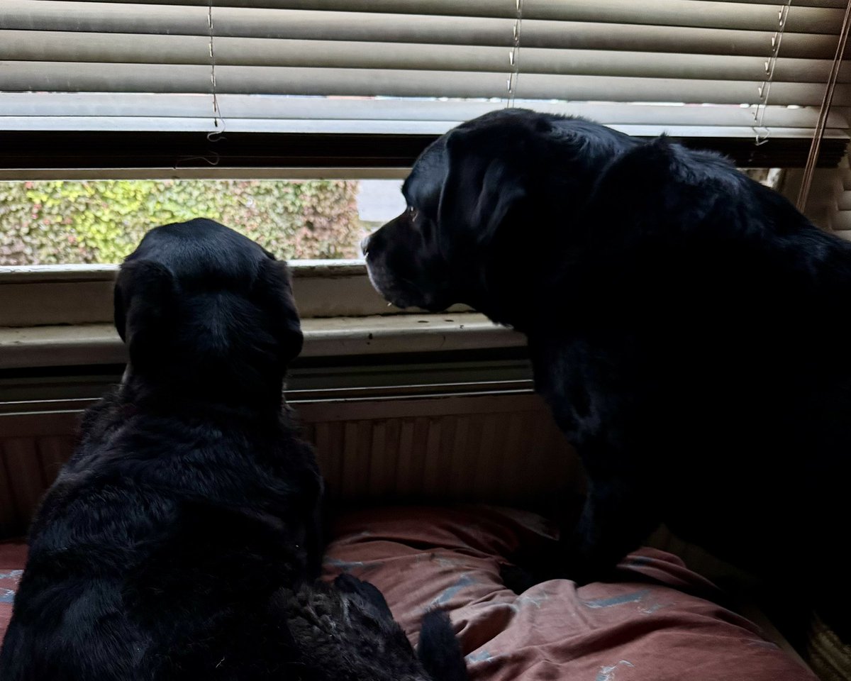 Neighbourhood Watch 💜💙