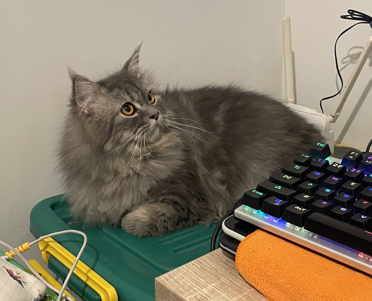 My cat moceng: buy me as a mount in ur favorite mmo

Me: yes moceng

My cat moceng: $24.00 USD

Me: no moceng