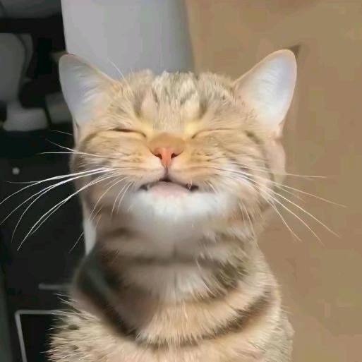 luodinz's tweet image. 