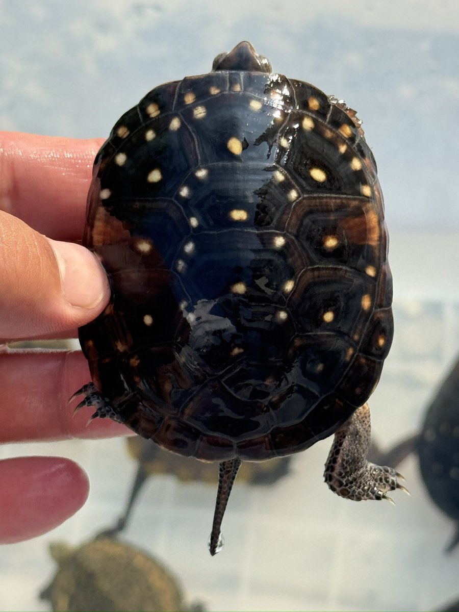 カメざんまい on X: 