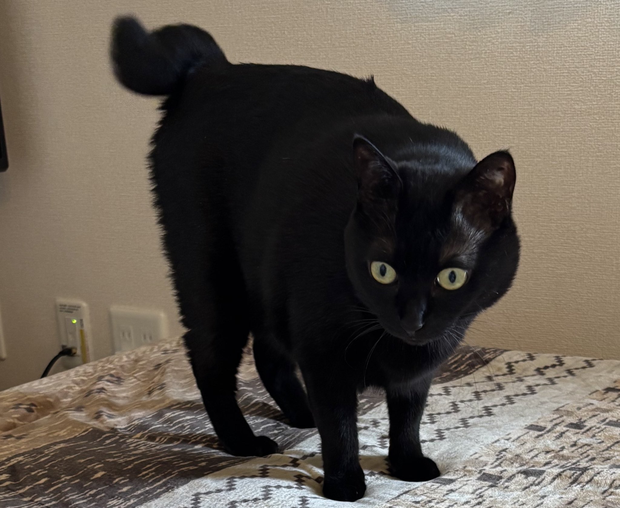 黒猫 2 黒猫あさり on X: