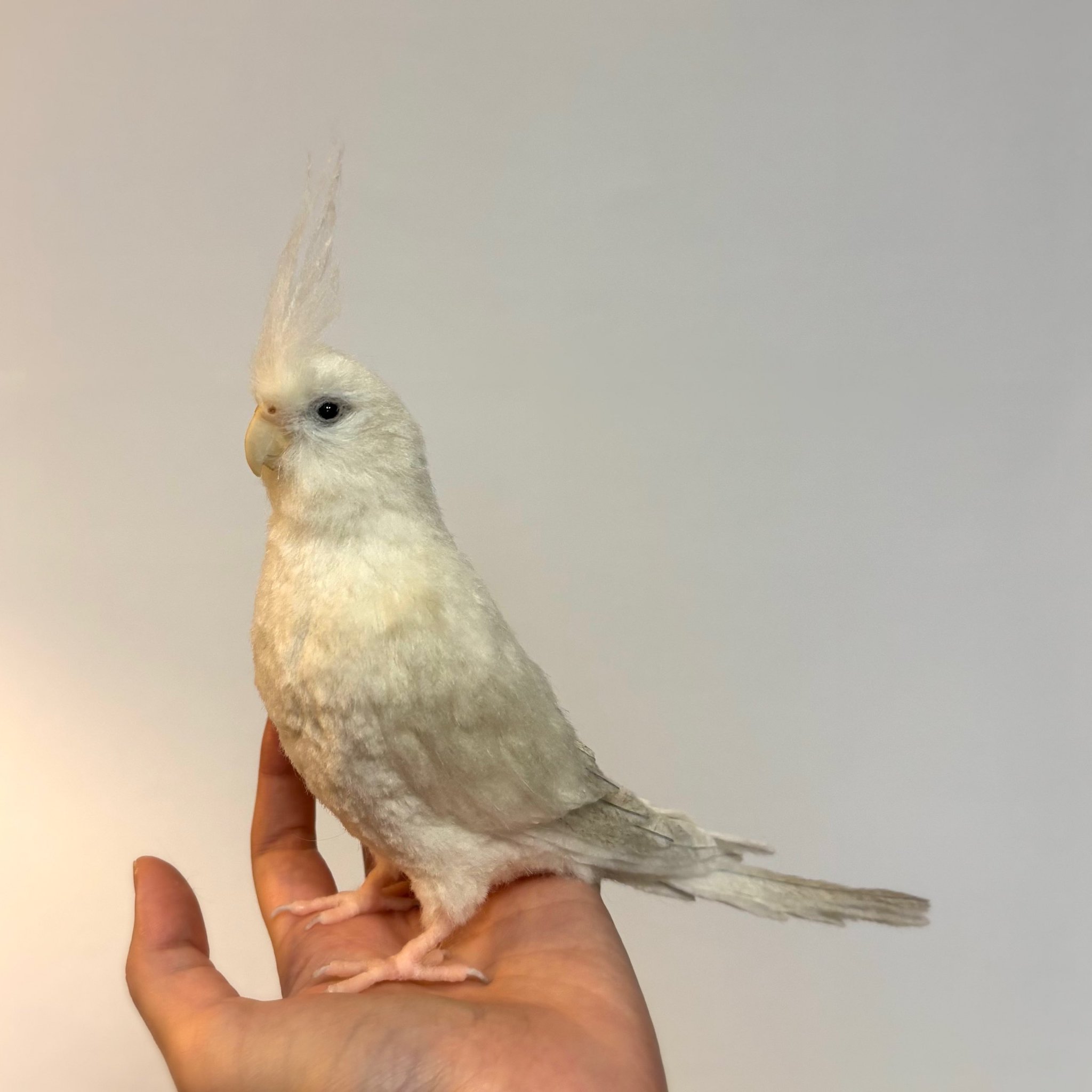 羊毛フェルト　オカメインコ it-617012f617604-1200.jpg