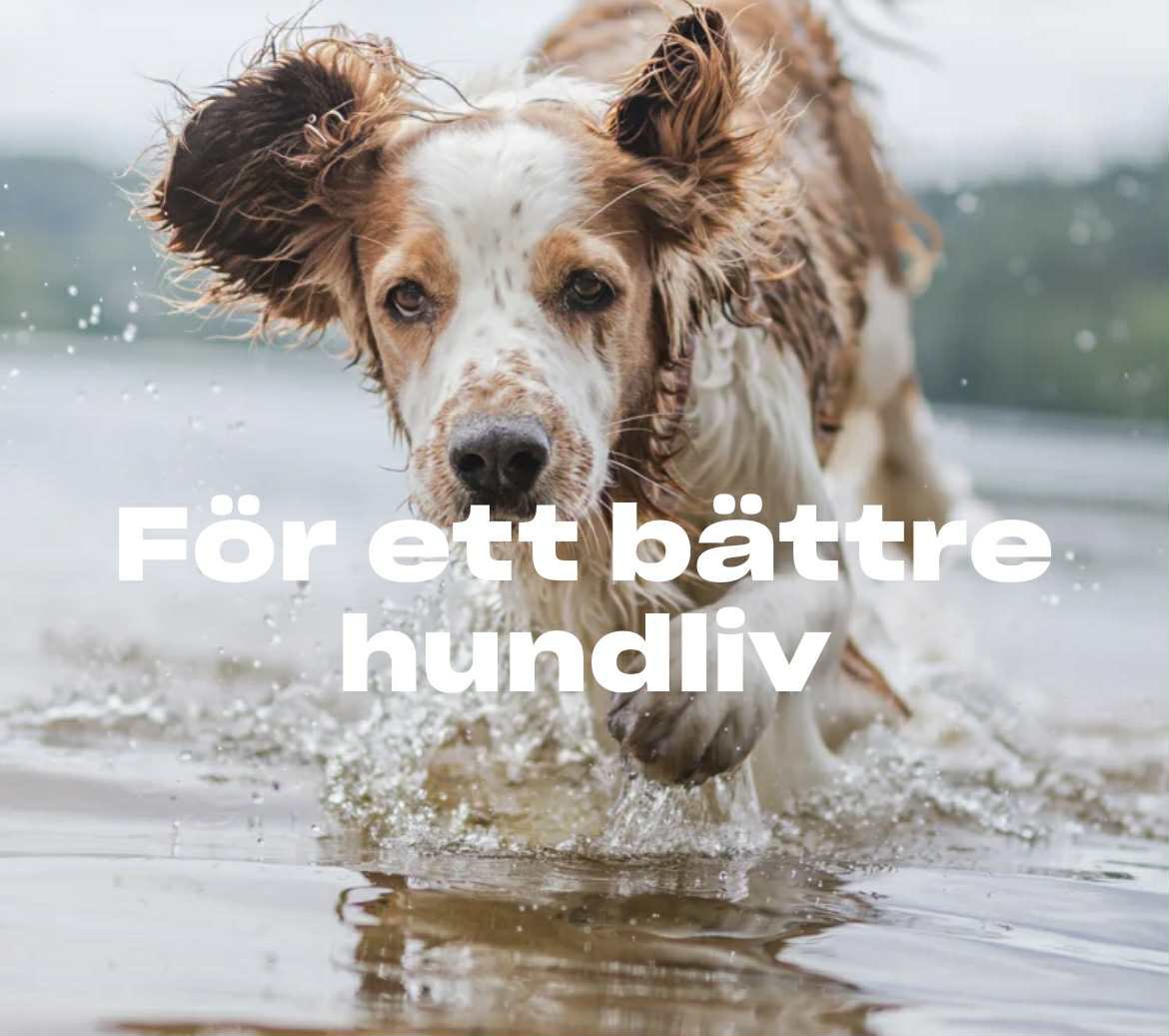 Med priset ”Vissla för vovven” vill Hundstallet hylla de hjältar som gör skillnad för Sveriges hundar. 

De nominerade:

• Siw Ågren på Insamlingsstiftelsen Chickas Minnesfond 
• Helen Rosenqvist &amp; Carolina Simonsson på Elly’s hundfond 
• Labbehjärtat

Hundstallet.se