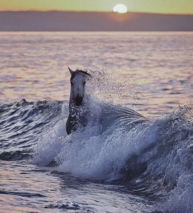 من ظننتهم الملجأ...... 
 كانوا الموج الذي أغرقني.