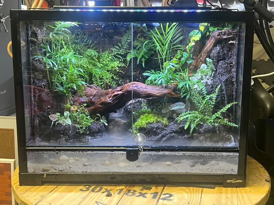 REPTIZOO (@repti_zoo) on Twitter photo We’re blown away by this incredible build from <a href="/ZenEssence/">ZenEssence</a> — featuring our 48x18x36 enclosures and a stunning 125-gallon fish tank, beautifully installed in a pediatric dentist office.
📸: <a href="/ZenEssence/">ZenEssence</a>
#REPTIZOO #ReptileEnclosure #VivariumDesign #AquariumSetup #NatureInDesign We’re blown away by this incredible build from <a href="/ZenEssence/">ZenEssence</a> — featuring our 48x18x36 enclosures and a stunning 125-gallon fish tank, beautifully installed in a pediatric dentist office.
📸: <a href="/ZenEssence/">ZenEssence</a>
#REPTIZOO #ReptileEnclosure #VivariumDesign #AquariumSetup #NatureInDesign