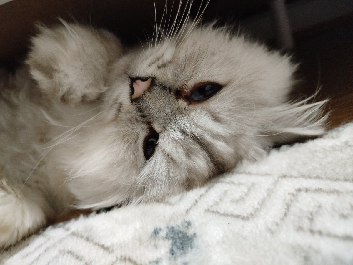 "Büyük ahlaksızlıklar için büyük aptallar lazımdır"
Bütün insanlar suçlu değildir ama
Bütün hayvanlar masumdur...