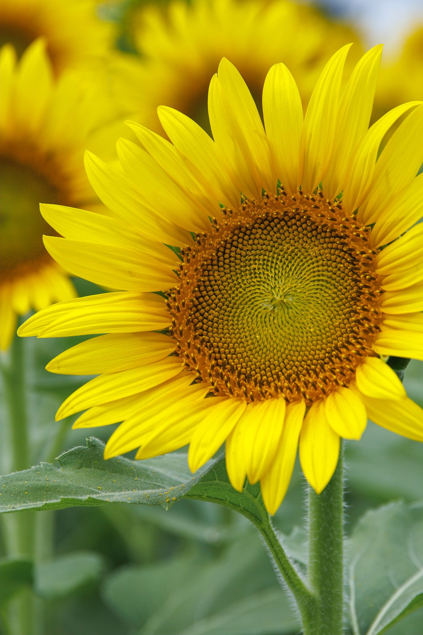 向日葵ページ 向日葵 - Search / X