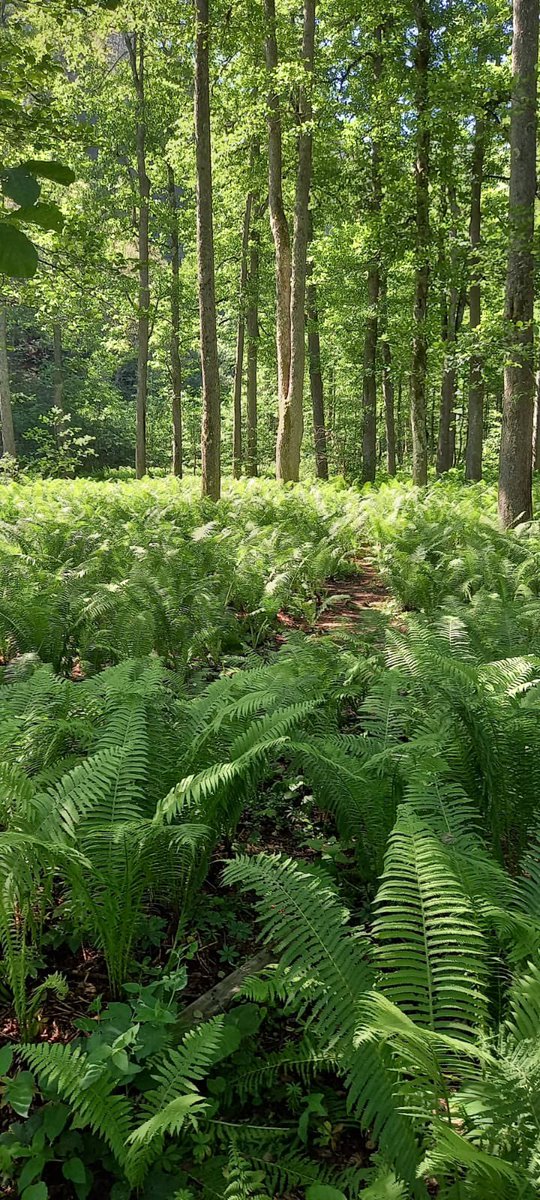 <a href="/keeper_of_books/">Adam Treeshepherd Rutsch</a>