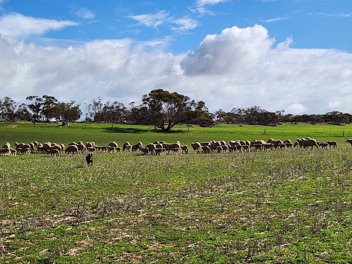 Ewe lamb twin mob heading back to the paddock , a fair bit of early maturity and repro coming to the fore ,building moneymakers! #obrienmerino