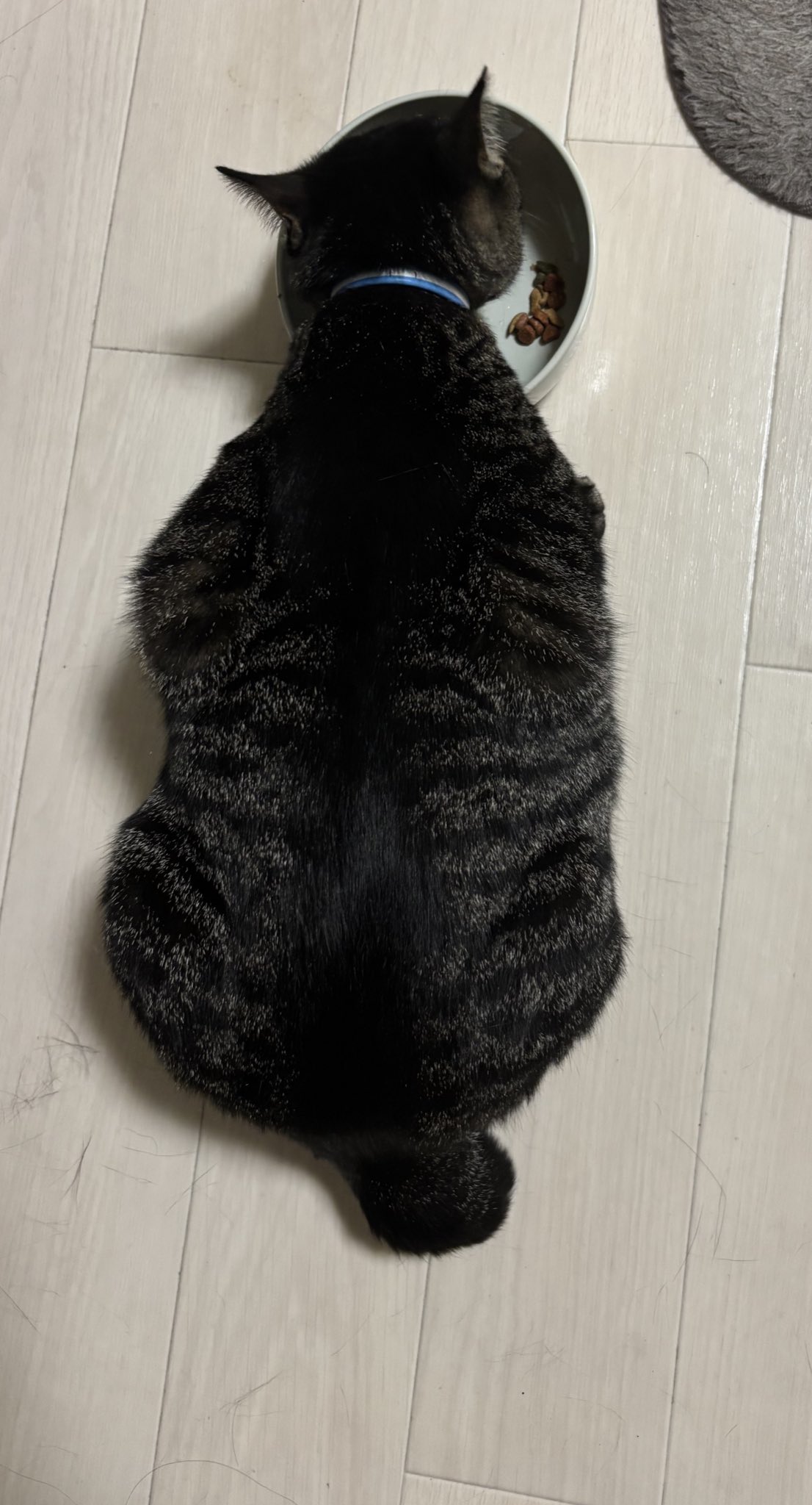 黒猫 きちねこ on X: