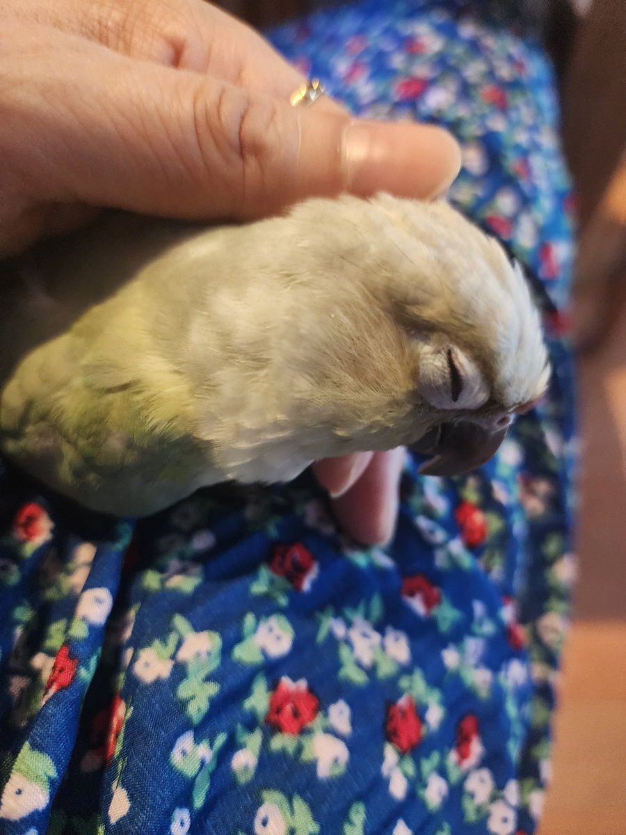 엄마가좋은 앵무새