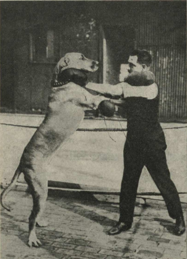 "Suns - boksa meistars. Amerikāņu sportista Frederika  dāņu dogs uzrādot tādas spējas boksā, ka spējot uzņemties cīņu pat ar cilvēku."

/Atpūta, 04.09.1925