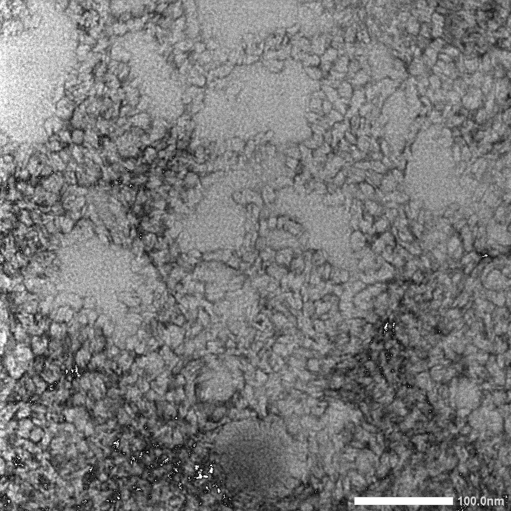 ILASセミナー「セルロースの合成生物学」終了。受講の学生さん、夏休み期間までお疲れさまでした！