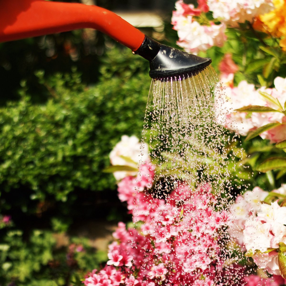 Will you be out in your garden this weekend? ☀️

If you're watering your plants, 
water them early in the morning or late in the evening as it allows them to soak up the water before the sun does.

Discover more outdoor water-saving tips on our website: bit.ly/4msTXm2