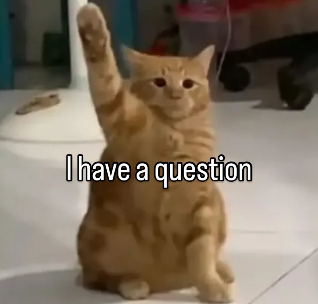Cats with pawerful aura (@aurawithcats) on Twitter photo 