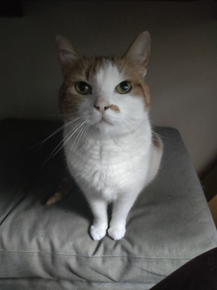 ANGELfromSKYE's tweet photo. 😺 LUNA'S 10TH BDAY GA 😺 
I'm giving away 2 Yoongi themed boxes, including snacks for you and your pet plus a DDAY album plus freebies

Ends august 25(Luna's 🎂)

😺 2 winners
😺 Follow + RT/like
😺 (Optional) Post a pic of your pet, or a Yoongi pic if you don't have a pet https://t.co/TkGVWcUEYM