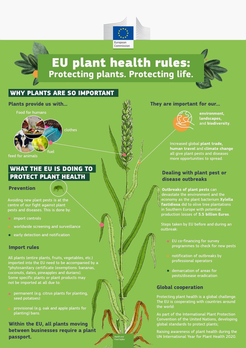 CzemborH's tweet photo. 🧬🔬🌾👨‍🎓📈👍🧑‍🌾🌾💚🍞 
#FoodSafety #FoodSecurity 
➡️Plants are our main source of #Food 
🍎🥬🥖🌽🥗
➡️That's why #PlantHealth is a key element of our #EUFarm2Fork strategy.
➡️EU rules: https://t.co/eYp40WMj9o 
#plantpathology #resistance #Food #OneHealth 
#Agriculture #HumanHealth https://t.co/PQfRnzmsBJ
