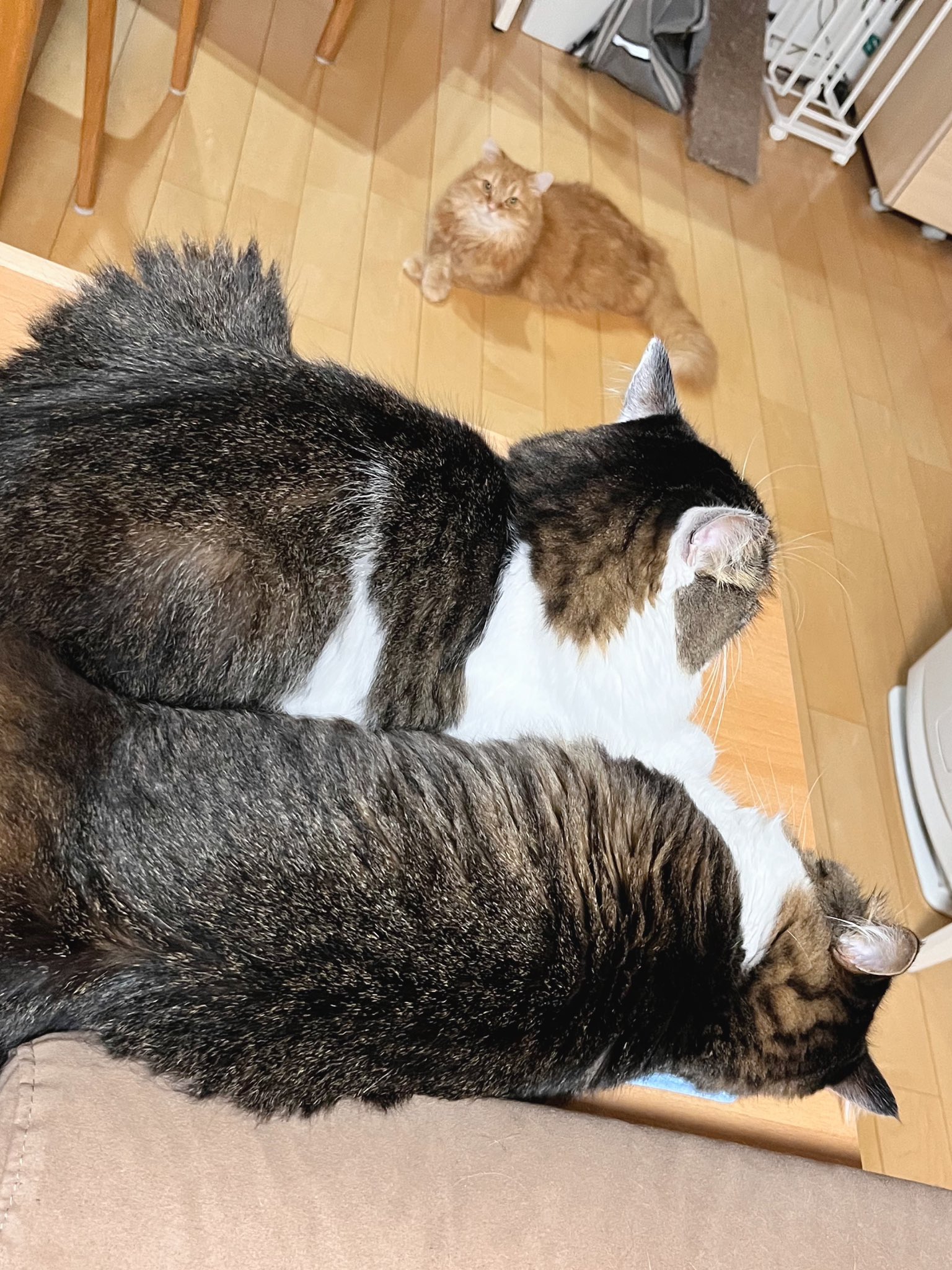 ネコ Amazon | [ADSNS] キャット ハウス ちぐらタイプ 猫小屋 猫