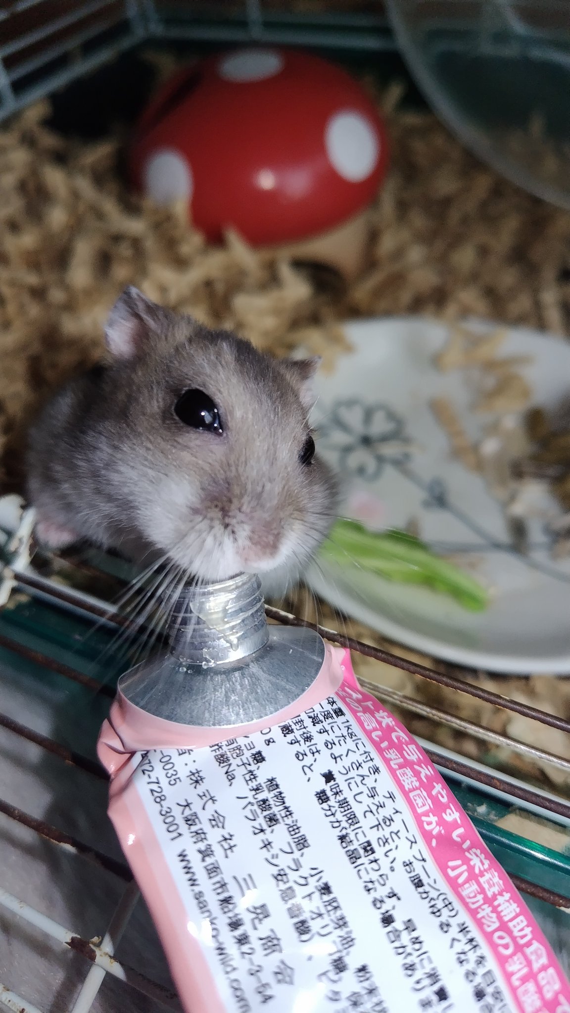 ハムスター10　マイバチ はっしー🐹 on X: 